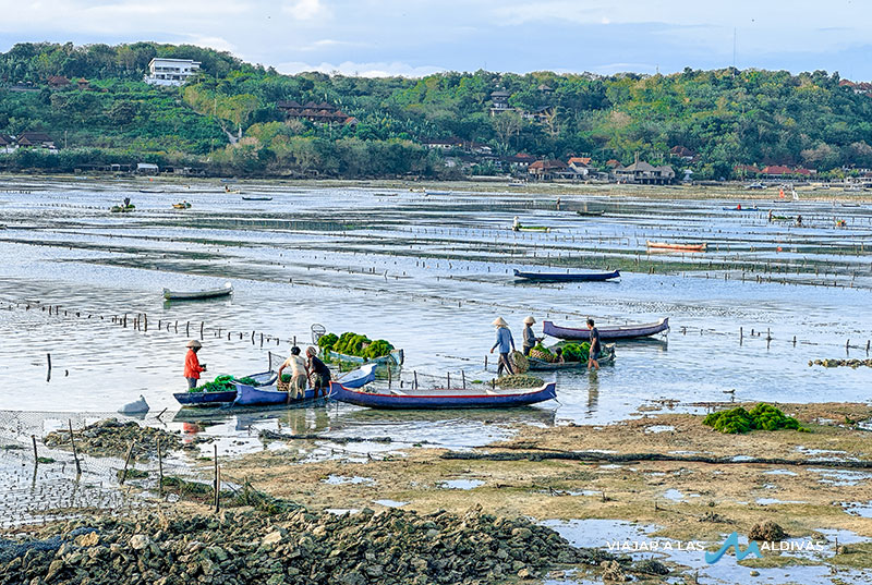 Bali Nusa Ceningan cultivo algas