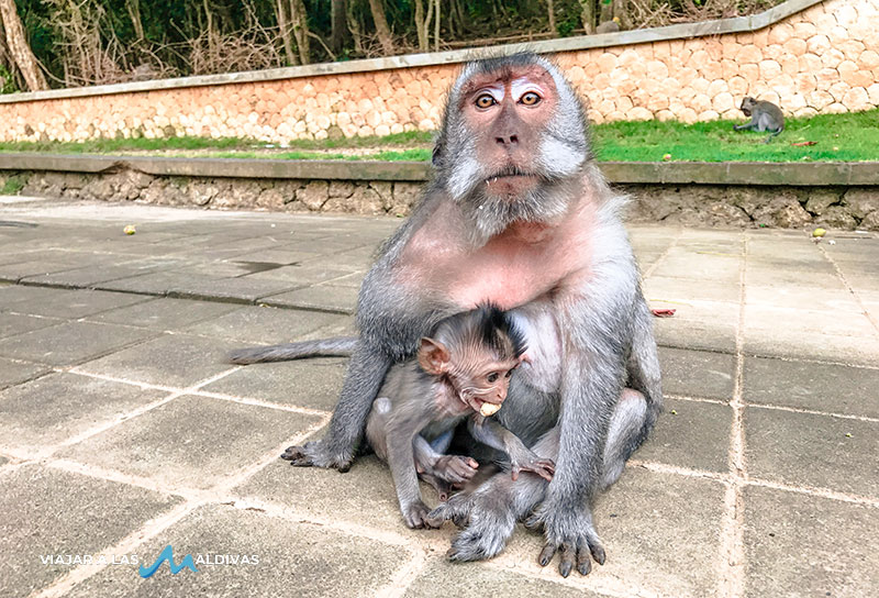 Qué ver en Bali monkey forest