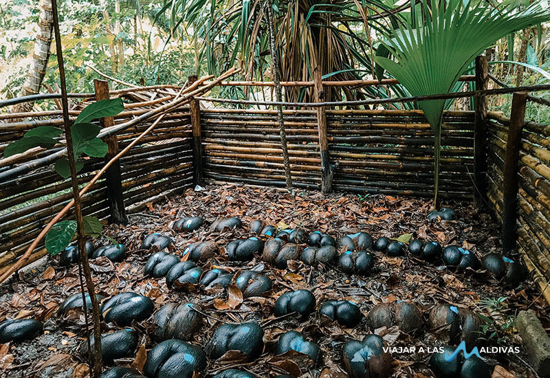 Viajar a las Seychelles valle de mai